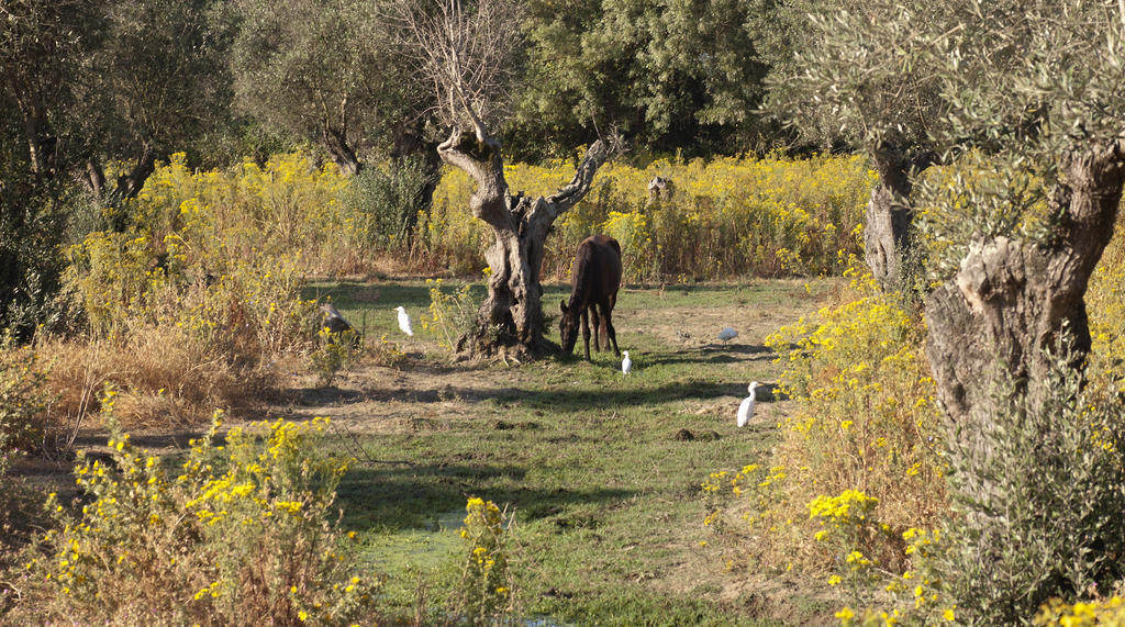 Quinta Dos Alamos Agroturismo Villa Golegã Eksteriør billede