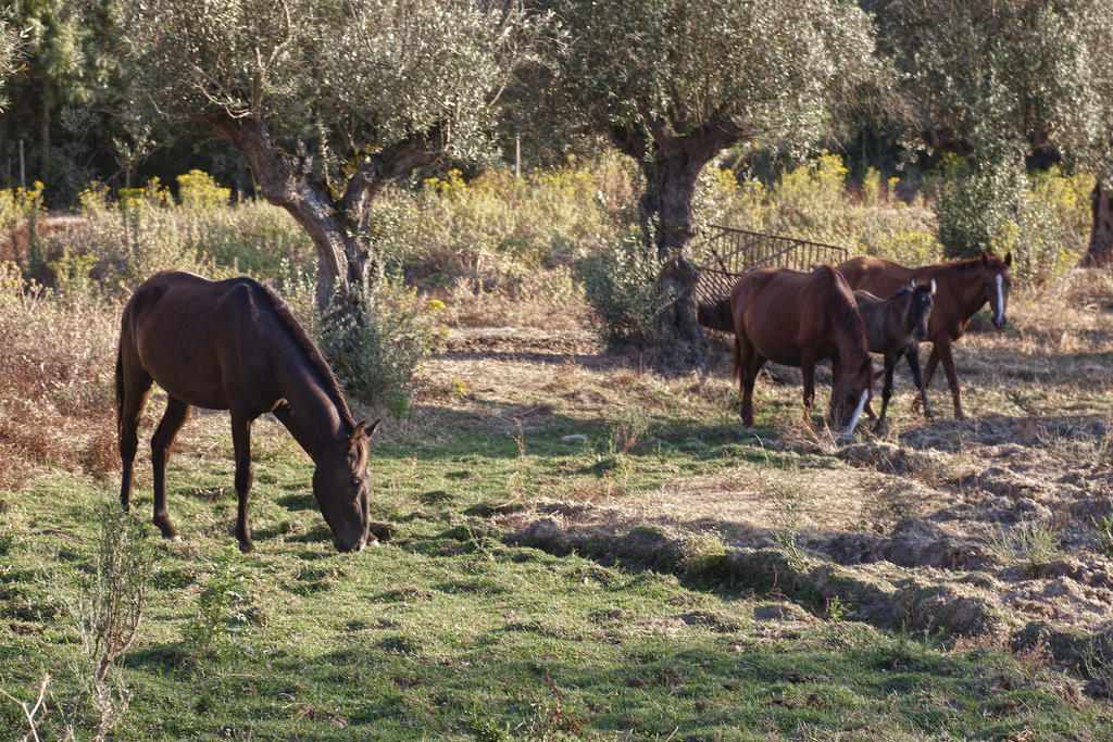 Quinta Dos Alamos Agroturismo Villa Golegã Eksteriør billede